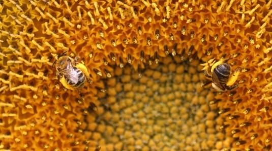 pollinators-are-active-sunflower